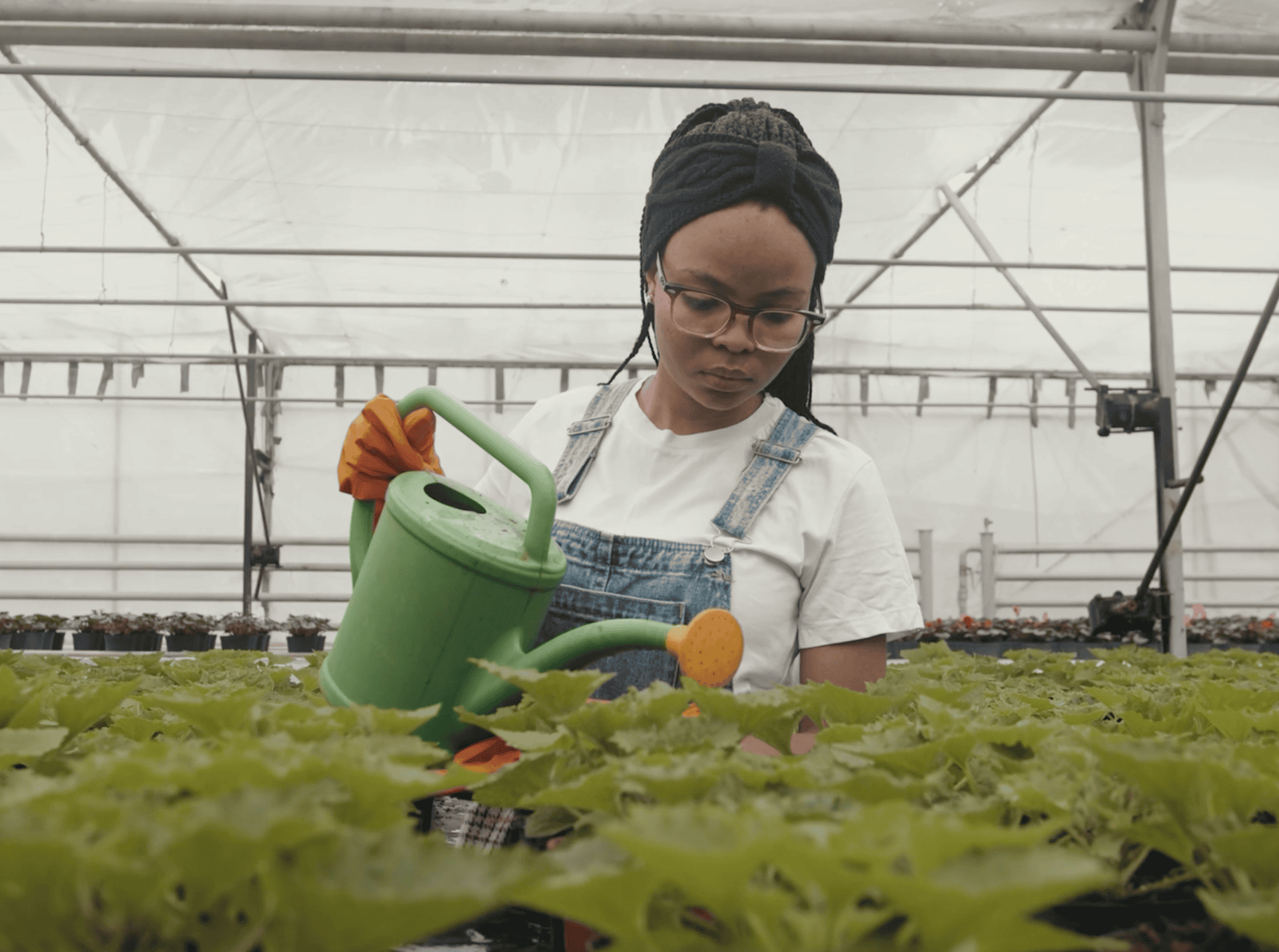 Seed ad rollout frame